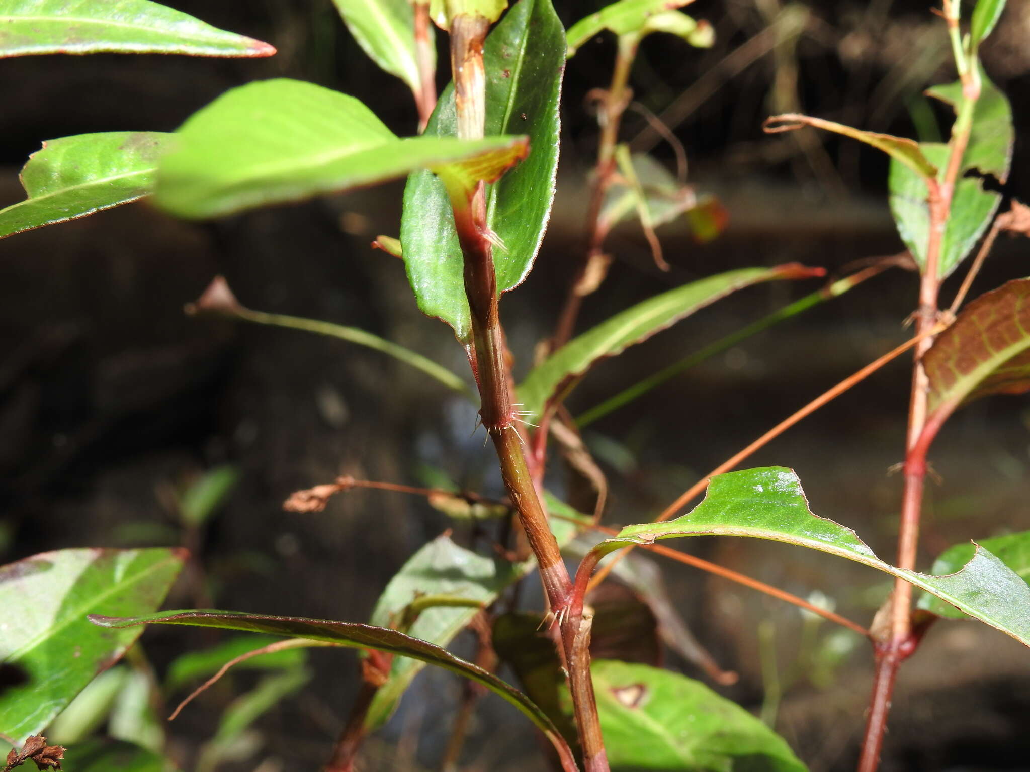 Image de Persicaria dichotoma (Bl.) S. K. Dixit, B. Datt & G. P. Roy