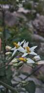 Image of Solanum aloysiifolium Dun.