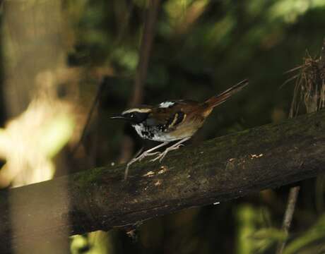 Image of White-bibbed Antbird