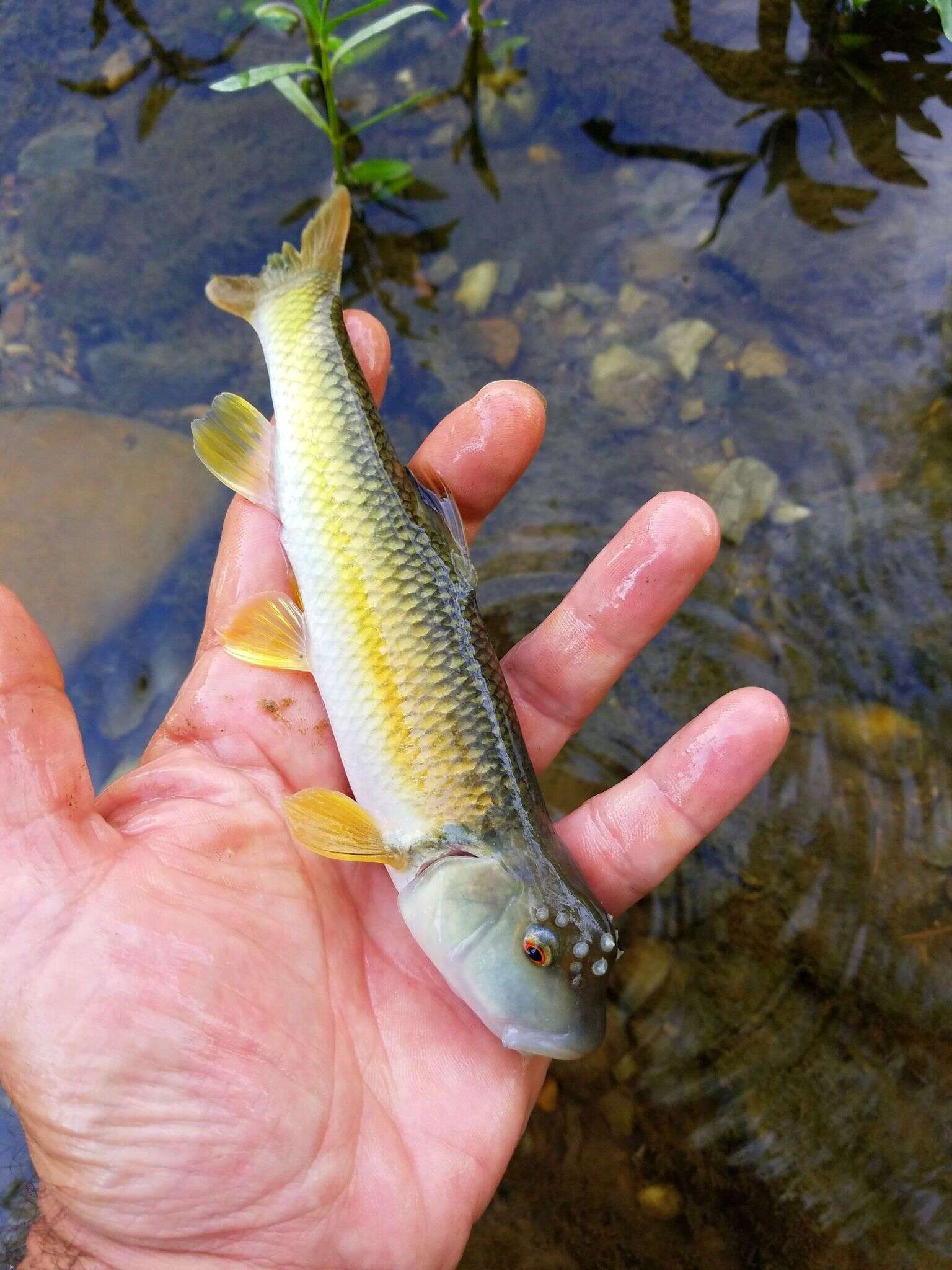 Image of Bluehead Chub