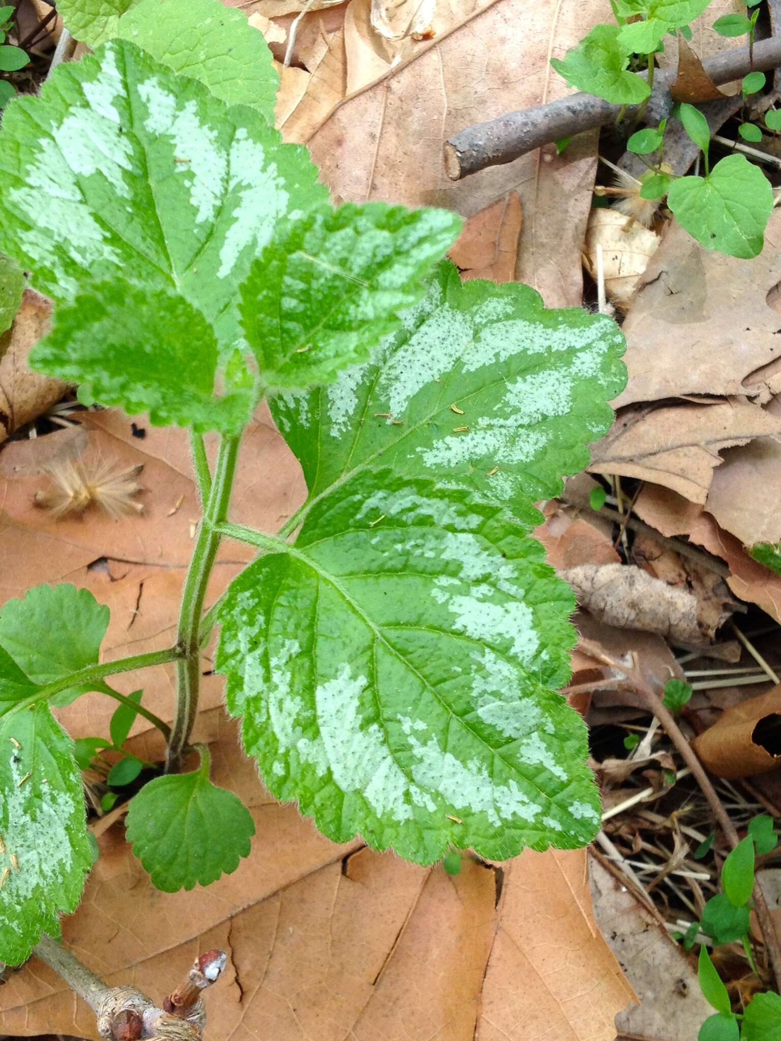 Image of Lamium galeobdolon subsp. argentatum (Smejkal) J. Duvign.