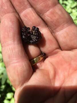 Image of White-Stem Raspberry