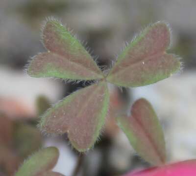 Image of Oxalis obtusa Jacq.