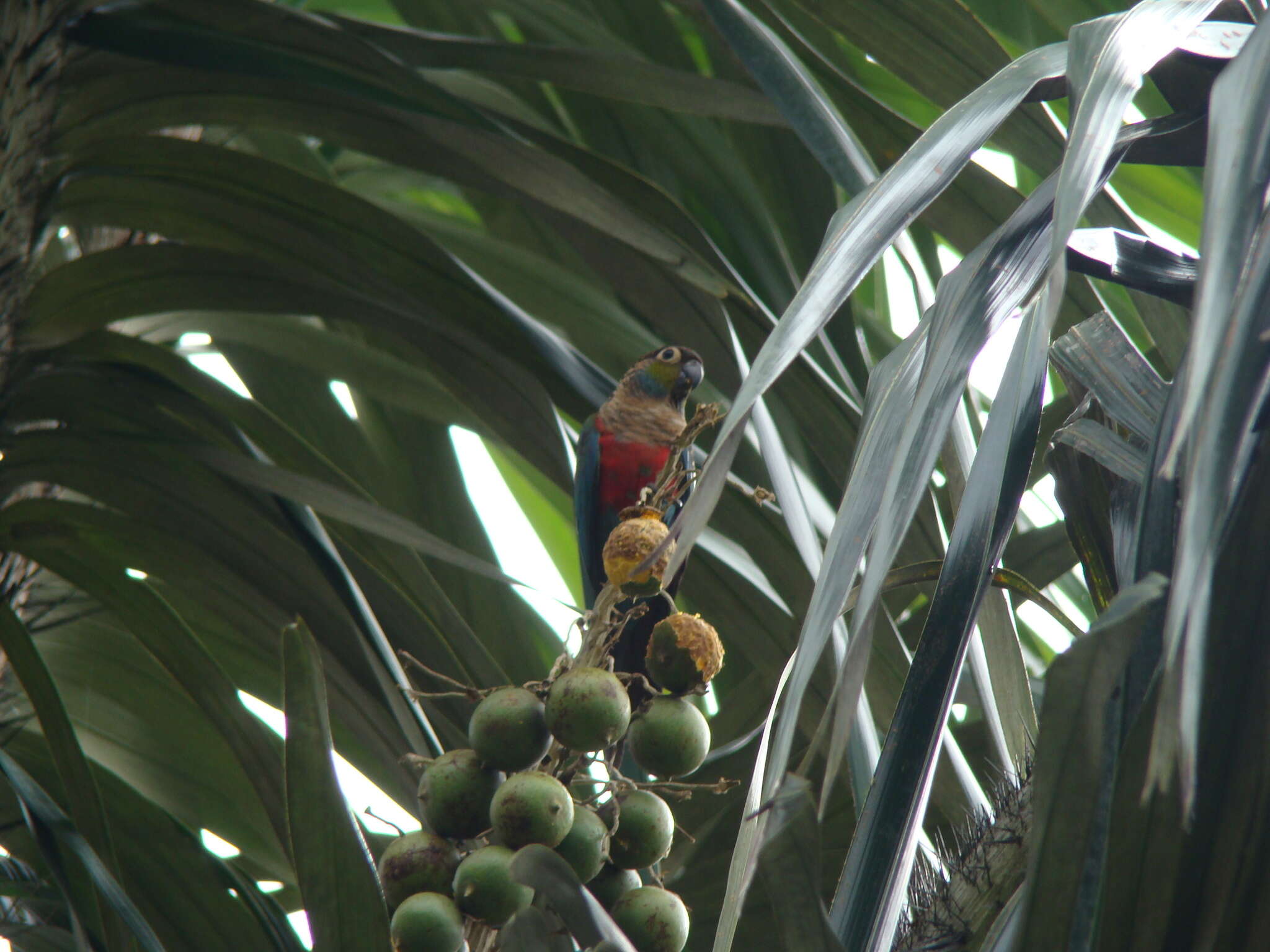 Image of Crimson-bellied Parakeet