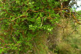 Слика од Sophora microphylla Aiton