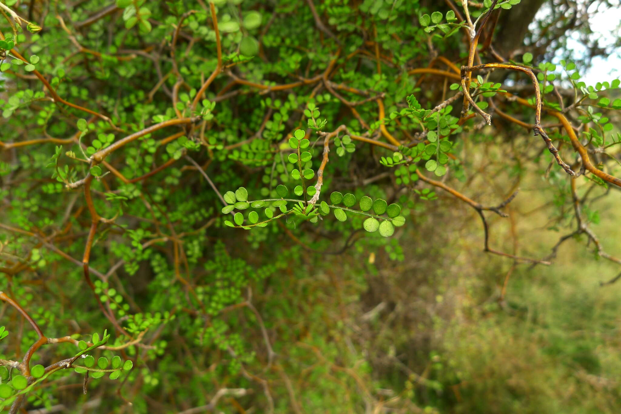 Слика од Sophora microphylla Aiton