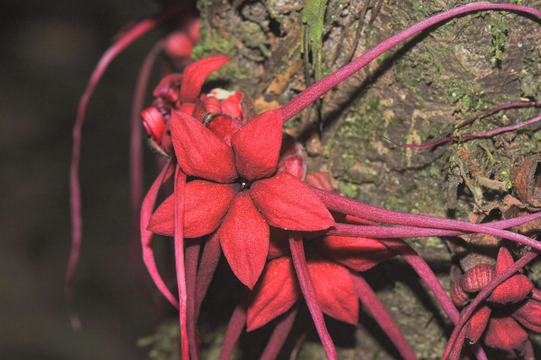 Image of Herrania mariae (C. Mart.) Decaisne ex Goudot