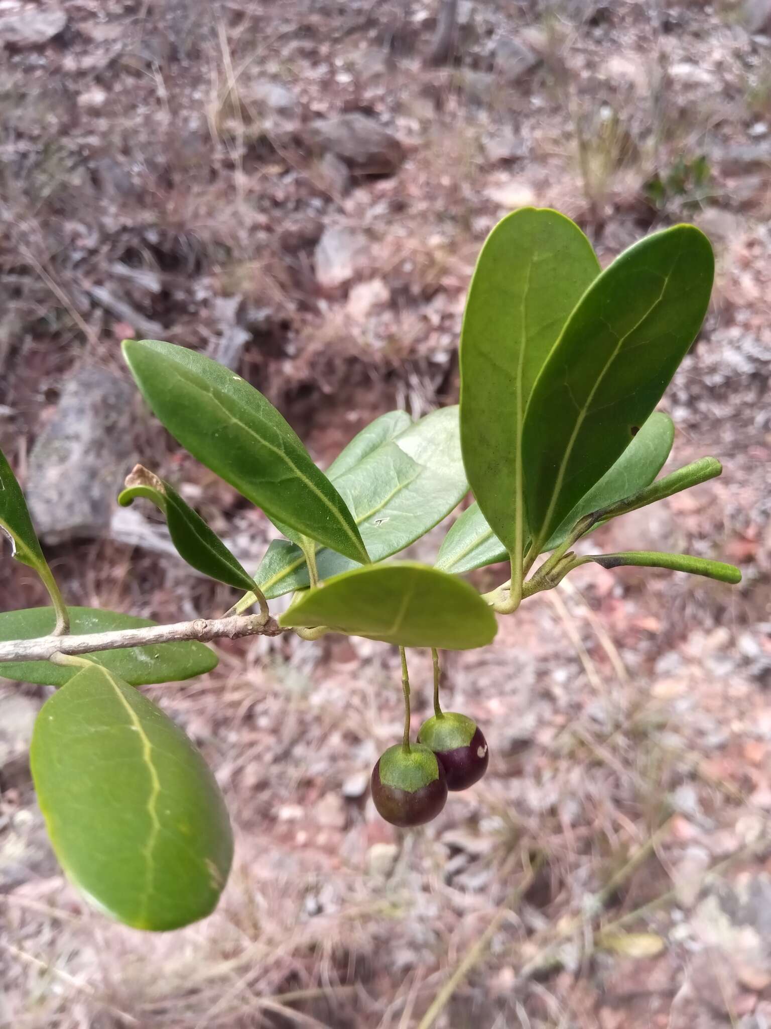 Image of Vitex uniflora Baker