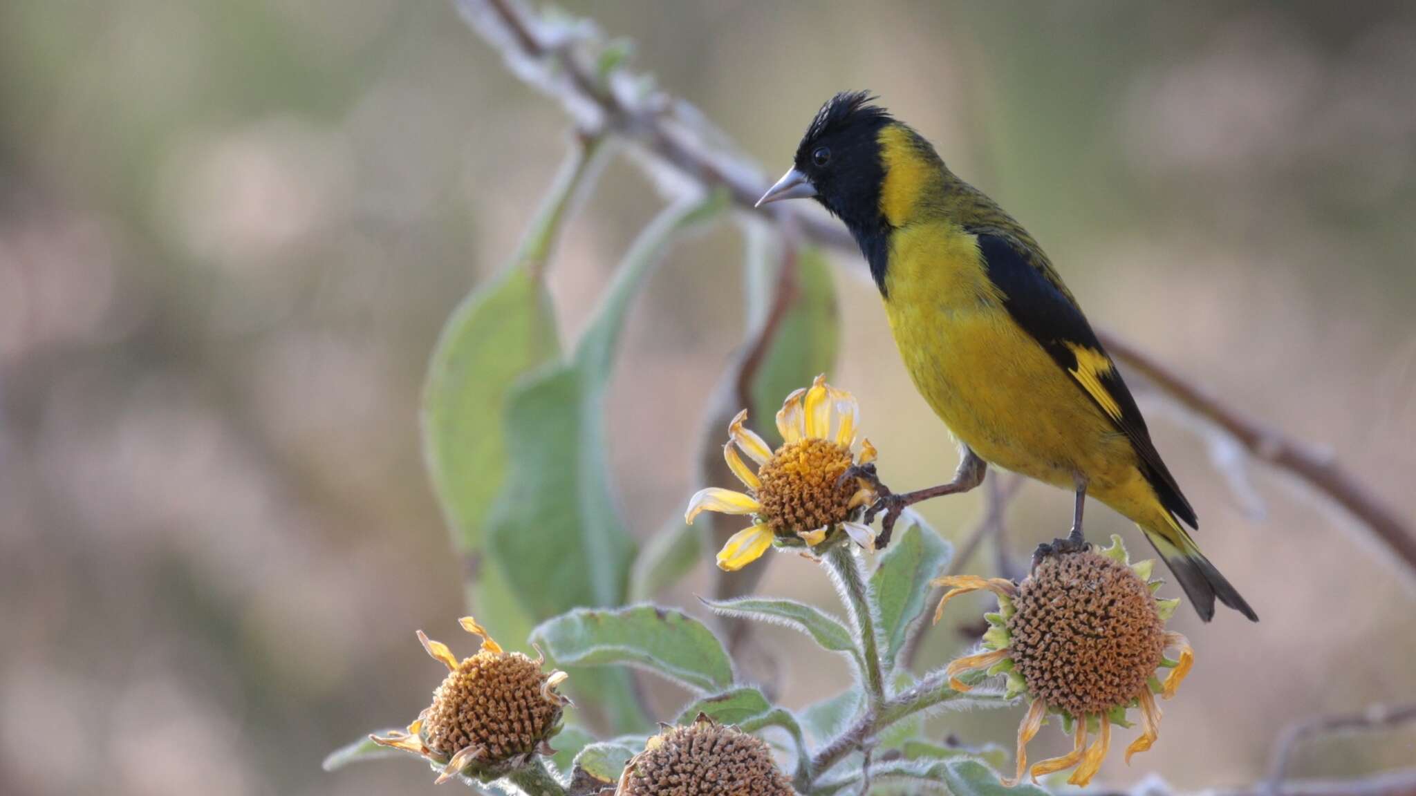 Image of Black-headed Siskin