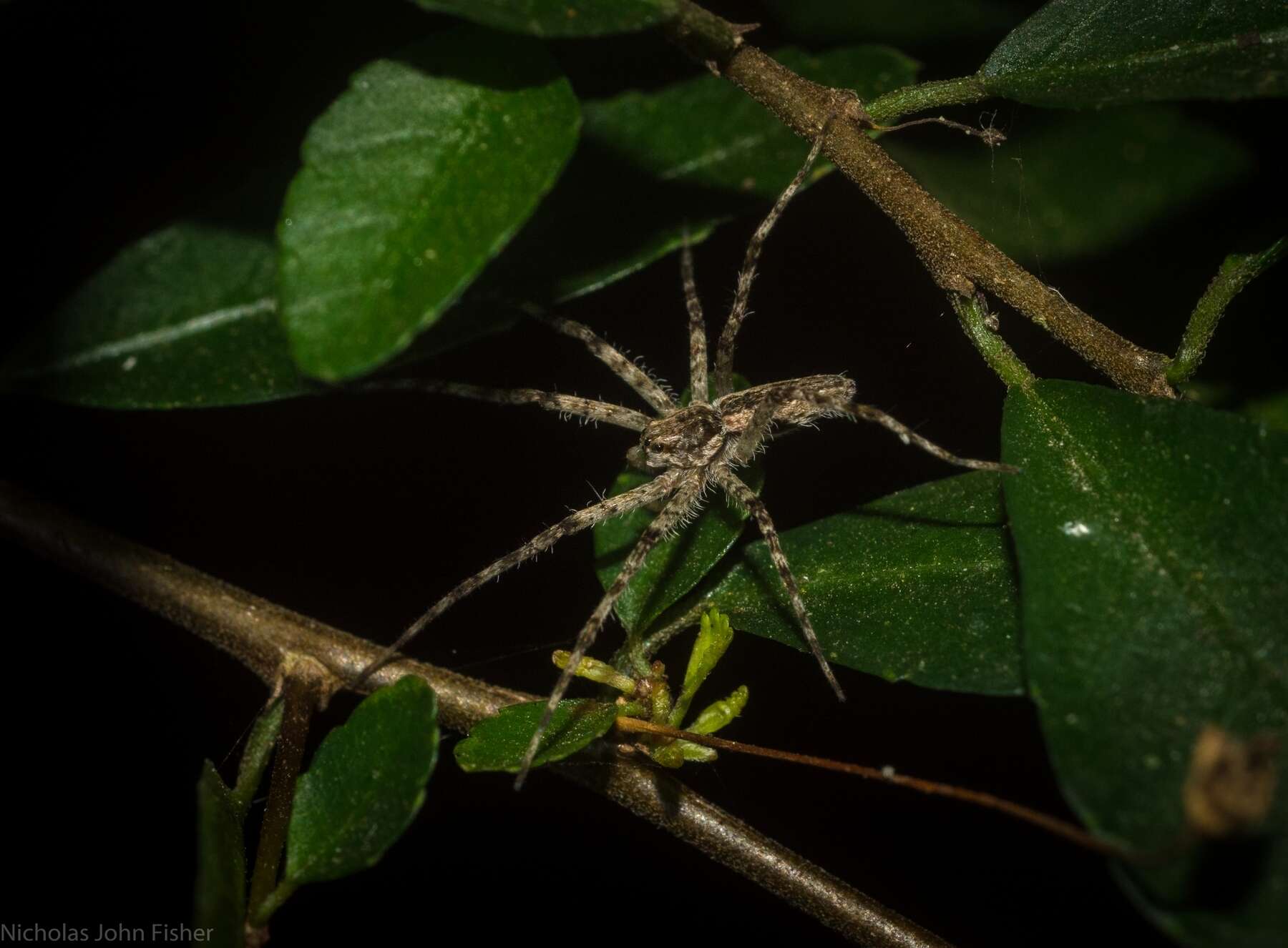 Image of Megadolomedes trux (Lamb 1911)