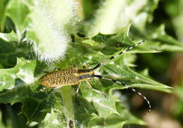 Image of Agapanthia (Epoptes) sicula Ganglbauer 1884