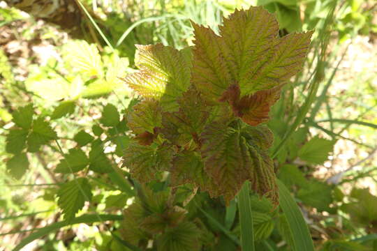 Sivun Viburnum edule (Michx.) Raf. kuva