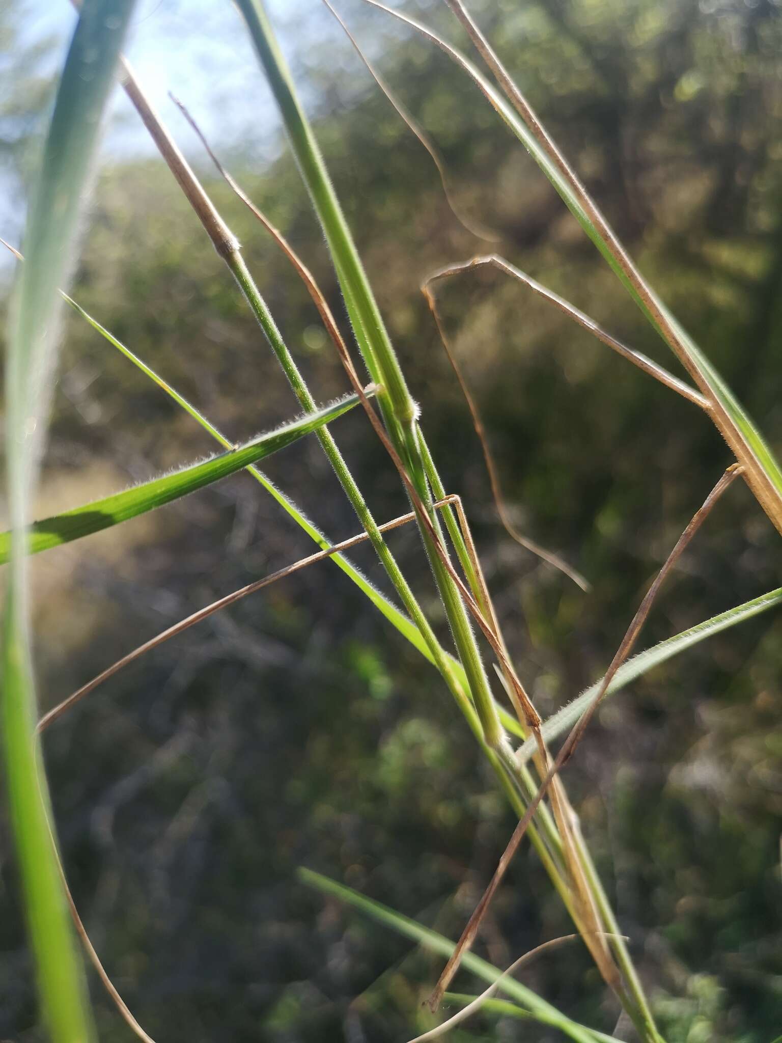 Image of soft feather pappusgrass