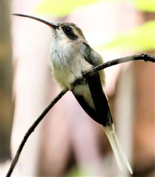 Image of Pale-bellied Hermit