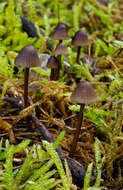 Image of Milk-drop mycena