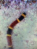 Image of Texas Coral Snake