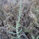 Image of Salicornia perrieri A. Chev.