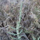 Plancia ëd Salicornia perrieri A. Chev.