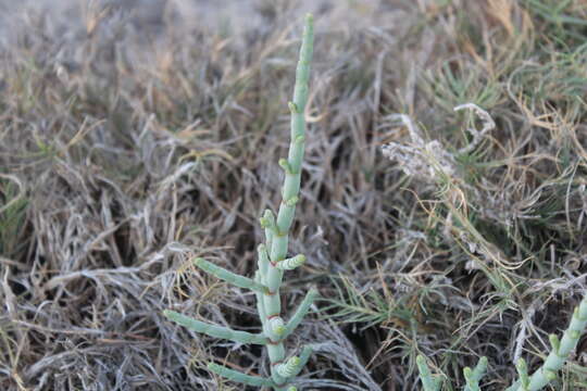 Plancia ëd Salicornia perrieri A. Chev.