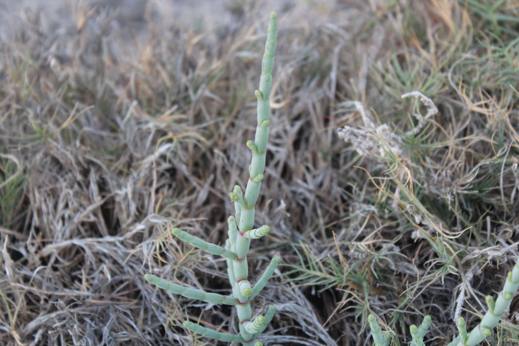 Image of Salicornia perrieri A. Chev.