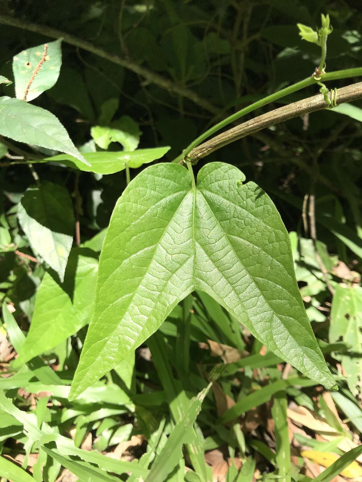 Passiflora capsularis L. resmi