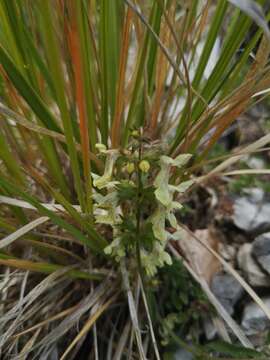 Stachys recta subsp. labiosa (Bertol.) Briq. resmi