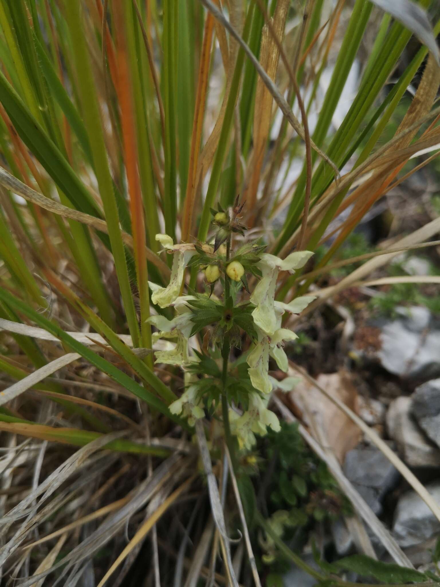 Image of Stachys recta subsp. labiosa (Bertol.) Briq.