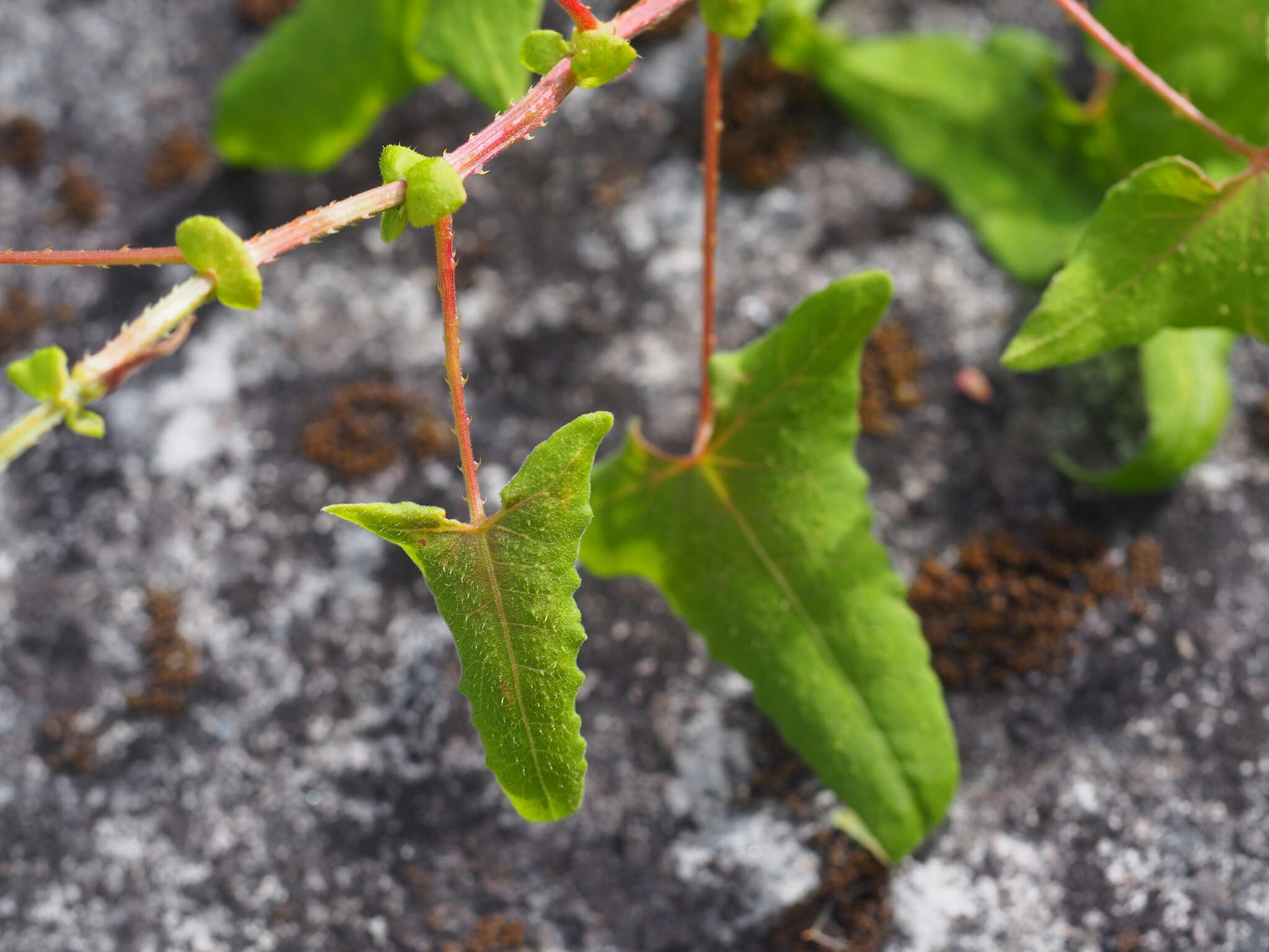 Persicaria senticosa (Meisn.) H. Gross的圖片