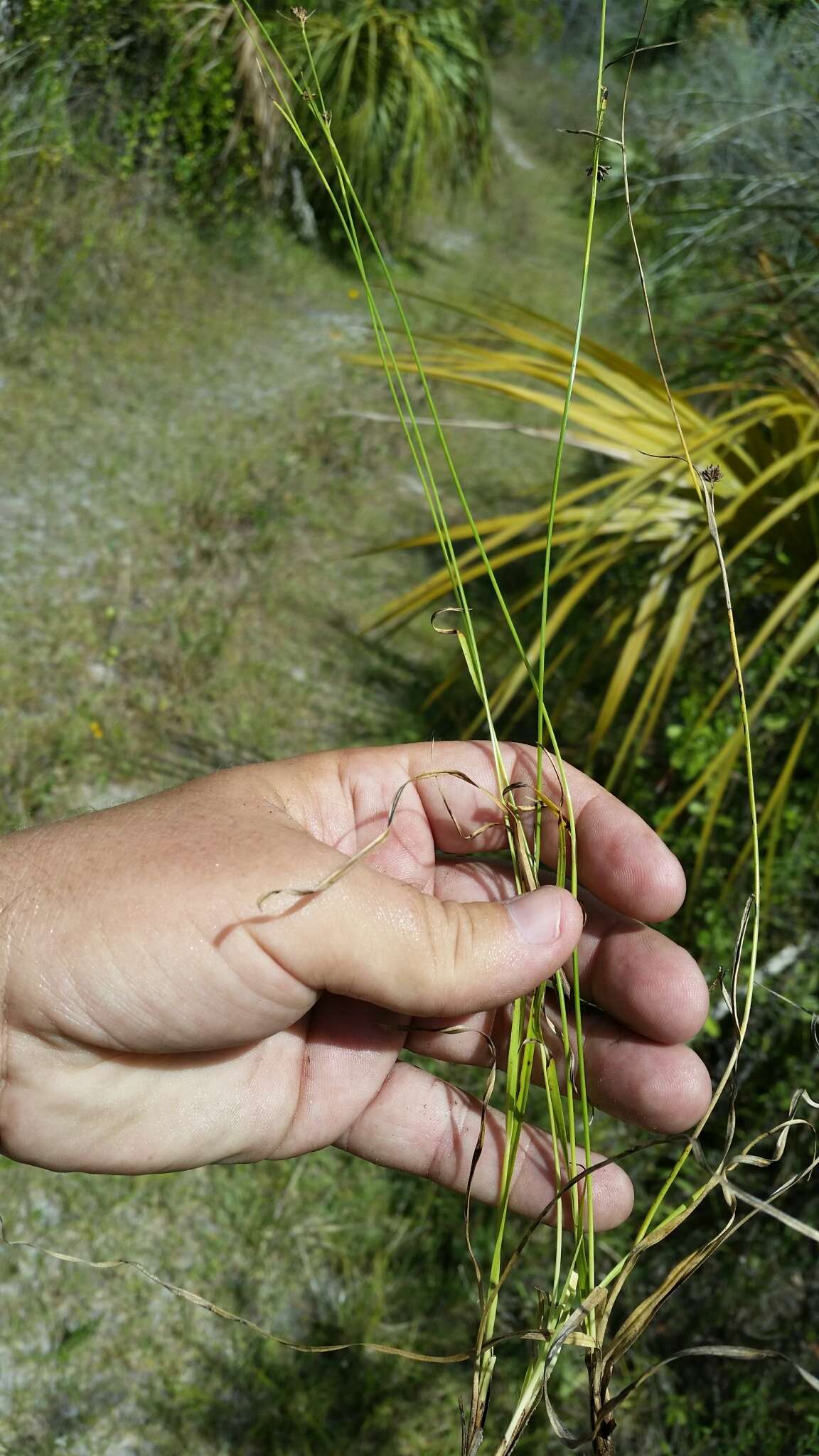 Image de Rhynchospora globularis var. pinetorum (Britton & Small) Gale