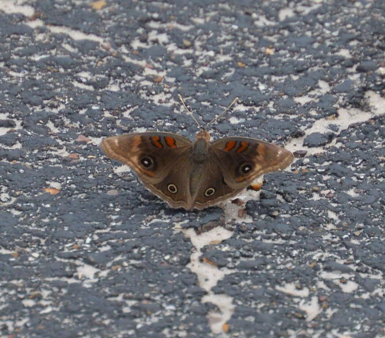 Sivun Junonia stemosa kuva