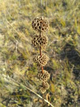 Image de Phlomoides tuberosa (L.) Moench