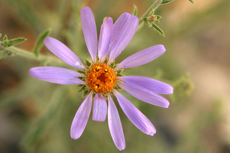 Imagem de Dieteria canescens var. canescens