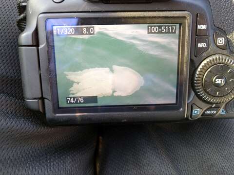 Image of Jelly Blubber