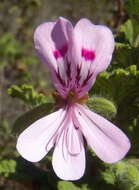 Image of oakleaf garden geranium