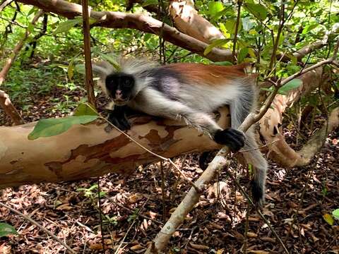 Plancia ëd Piliocolobus kirkii (Gray 1868)