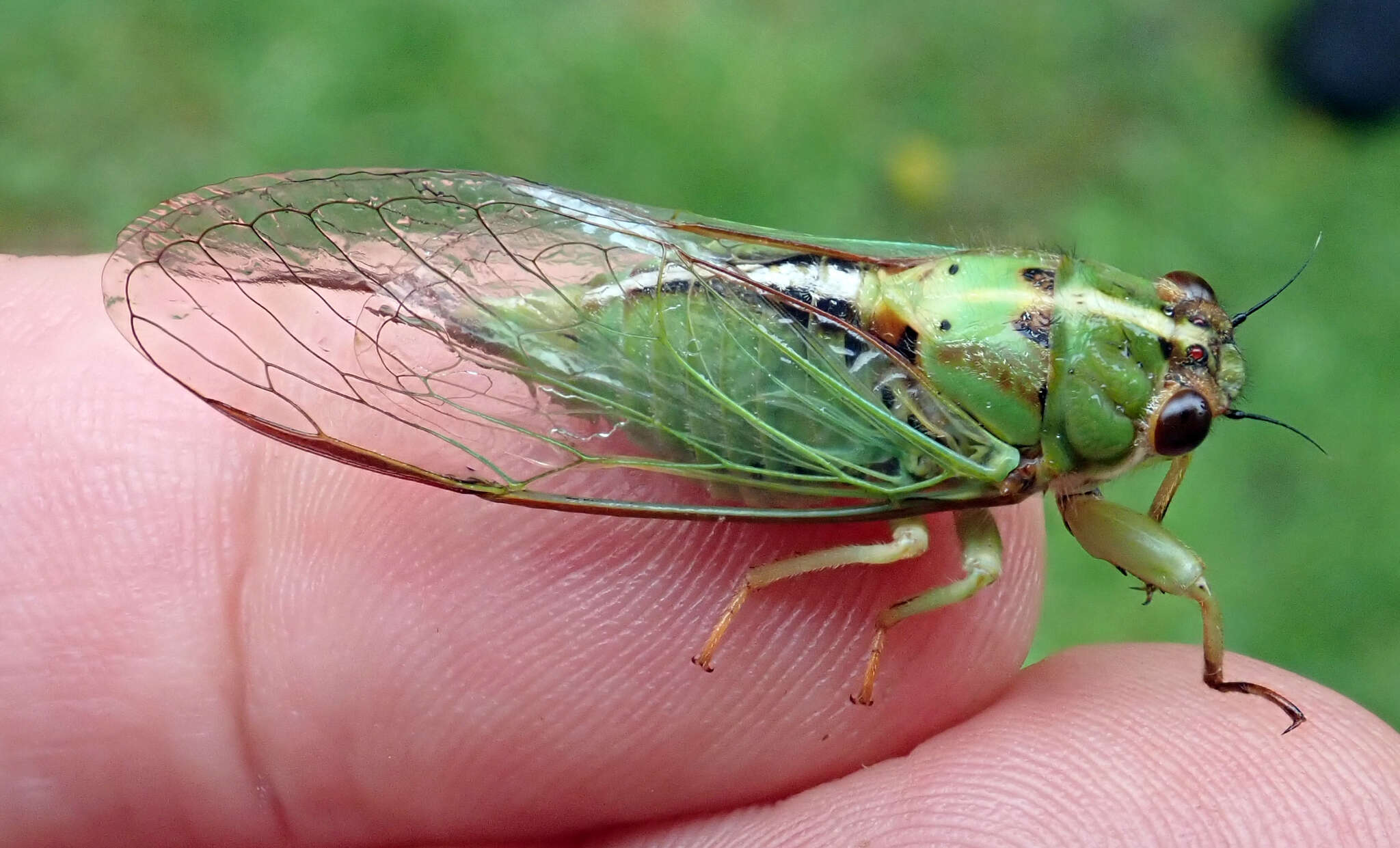 Image of Chatham Island cicada