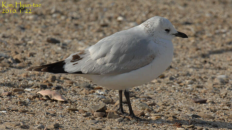 Image of Relict Gull