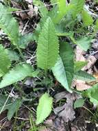 Sivun Parthenium auriculatum Britt. kuva