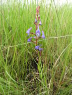 Image of Disa equestris Rchb. fil.