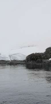 Image of Larus dominicanus austrinus Fleming & JH 1924