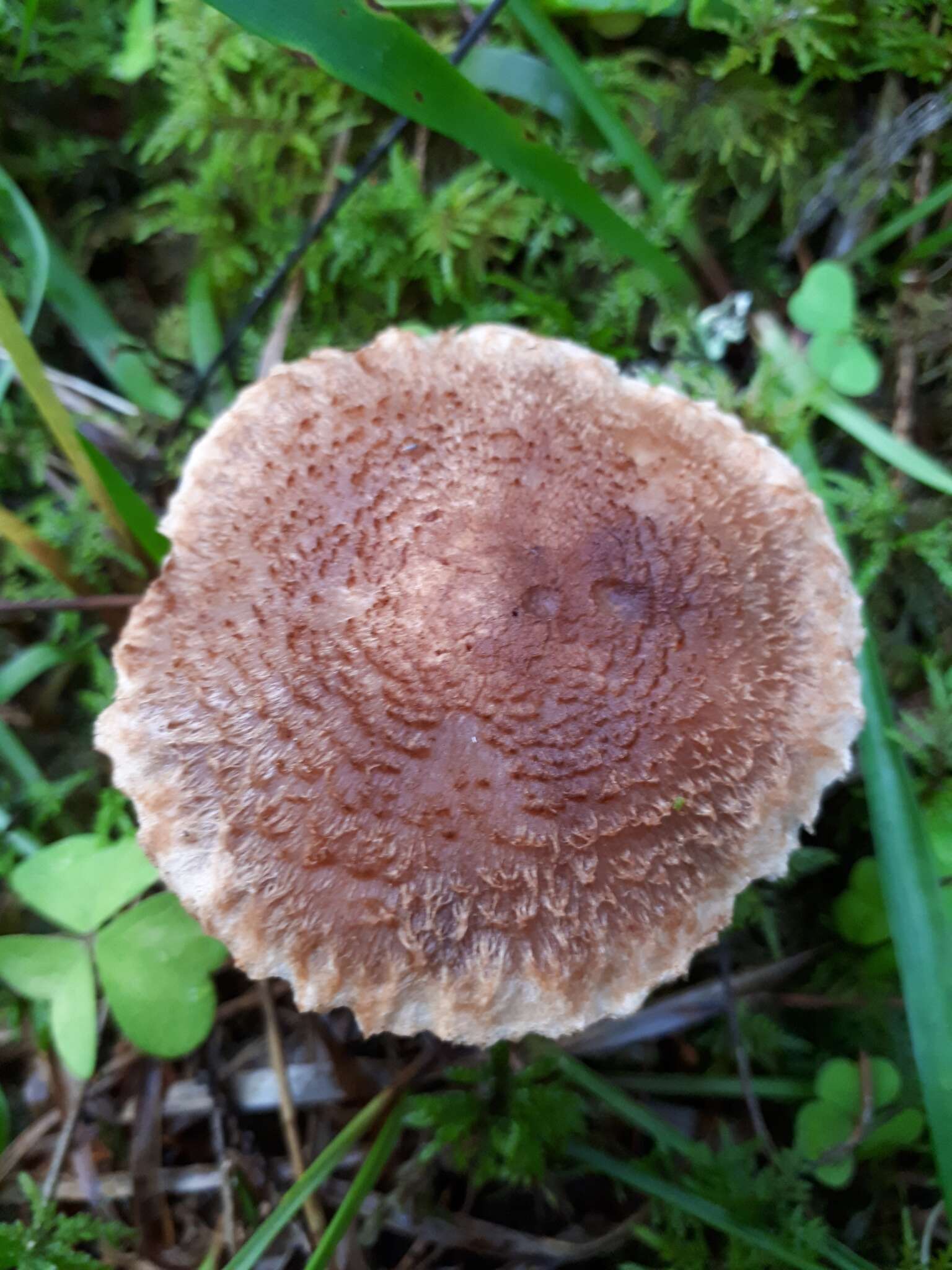 Слика од Tricholoma vaccinum (Schaeff.) P. Kumm. 1871