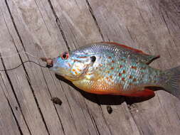 Image of Orangespotted Sunfish