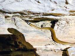 Image of Big Bend Blackhead Snake