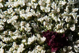 Imagem de Daucus carota subsp. hispanicus (Gouan) Thell.