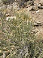 Image of Cylindropuntia tesajo (Engelm. ex J. M. Coult.) F. M. Knuth