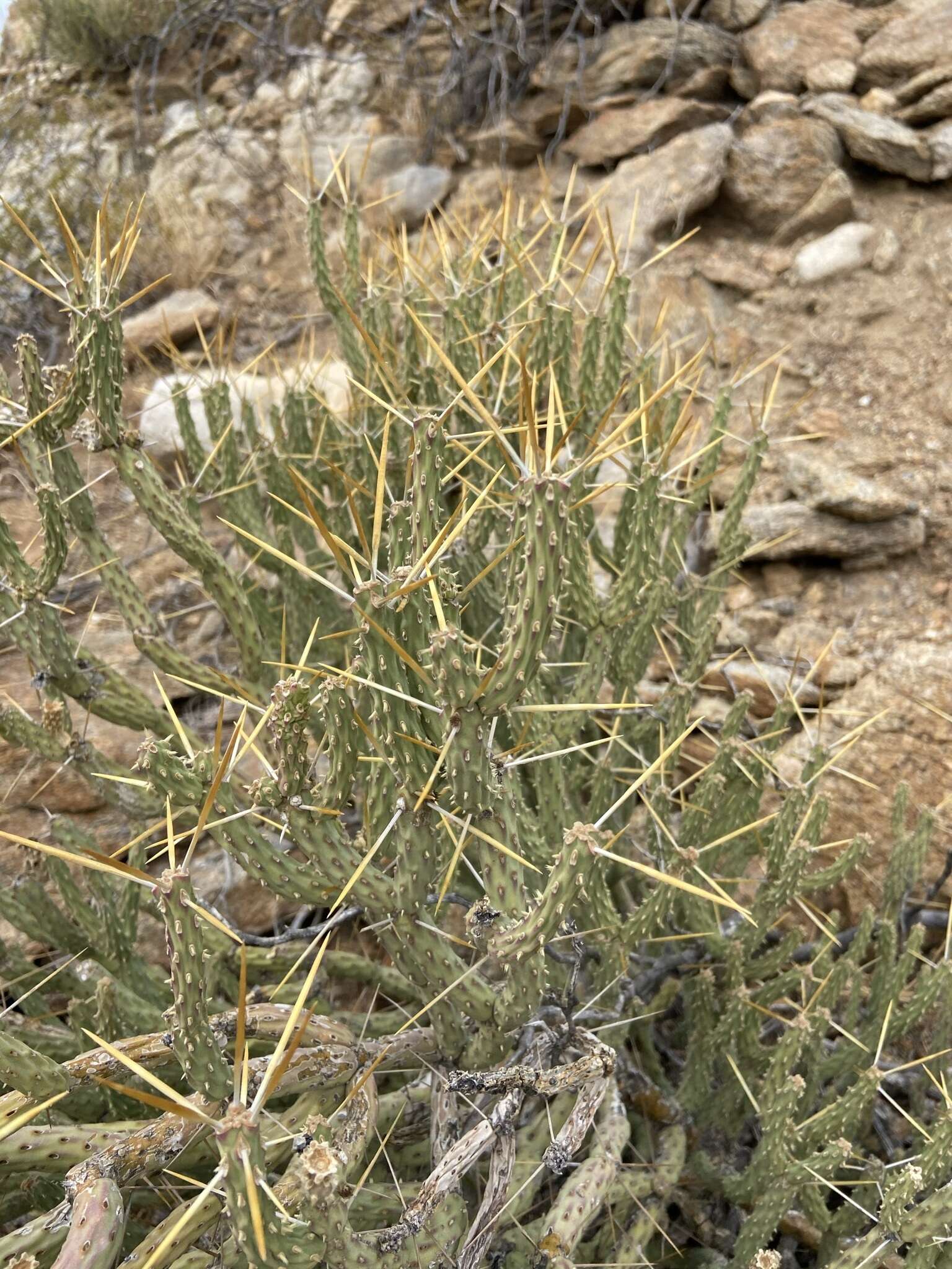 Imagem de Cylindropuntia tesajo (Engelm. ex J. M. Coult.) F. M. Knuth