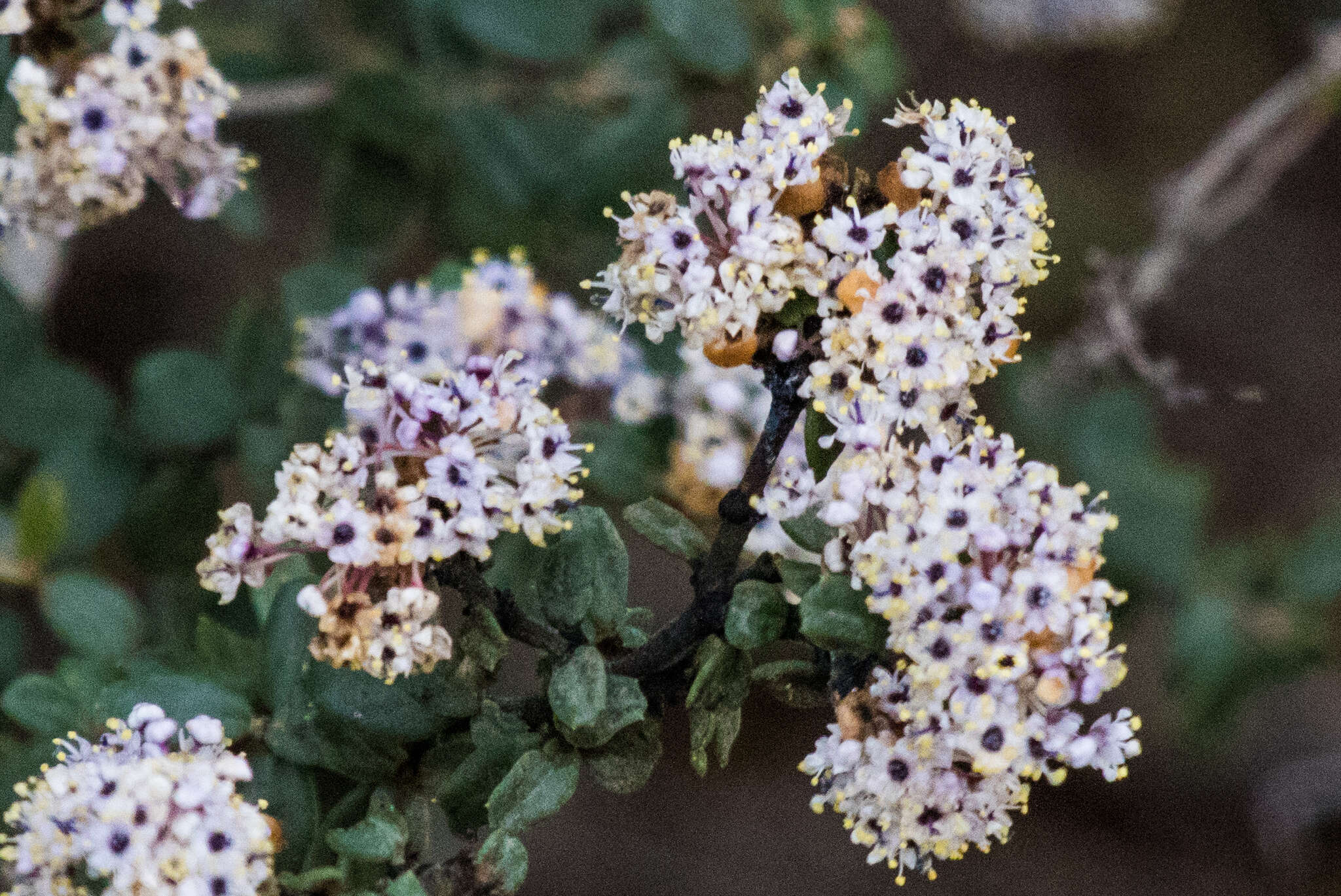 Image of ceanothus