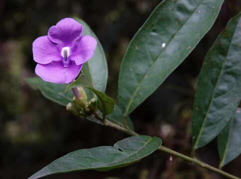 Image of largeflower brunfelsia