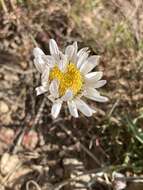 Image of Eaton's fleabane