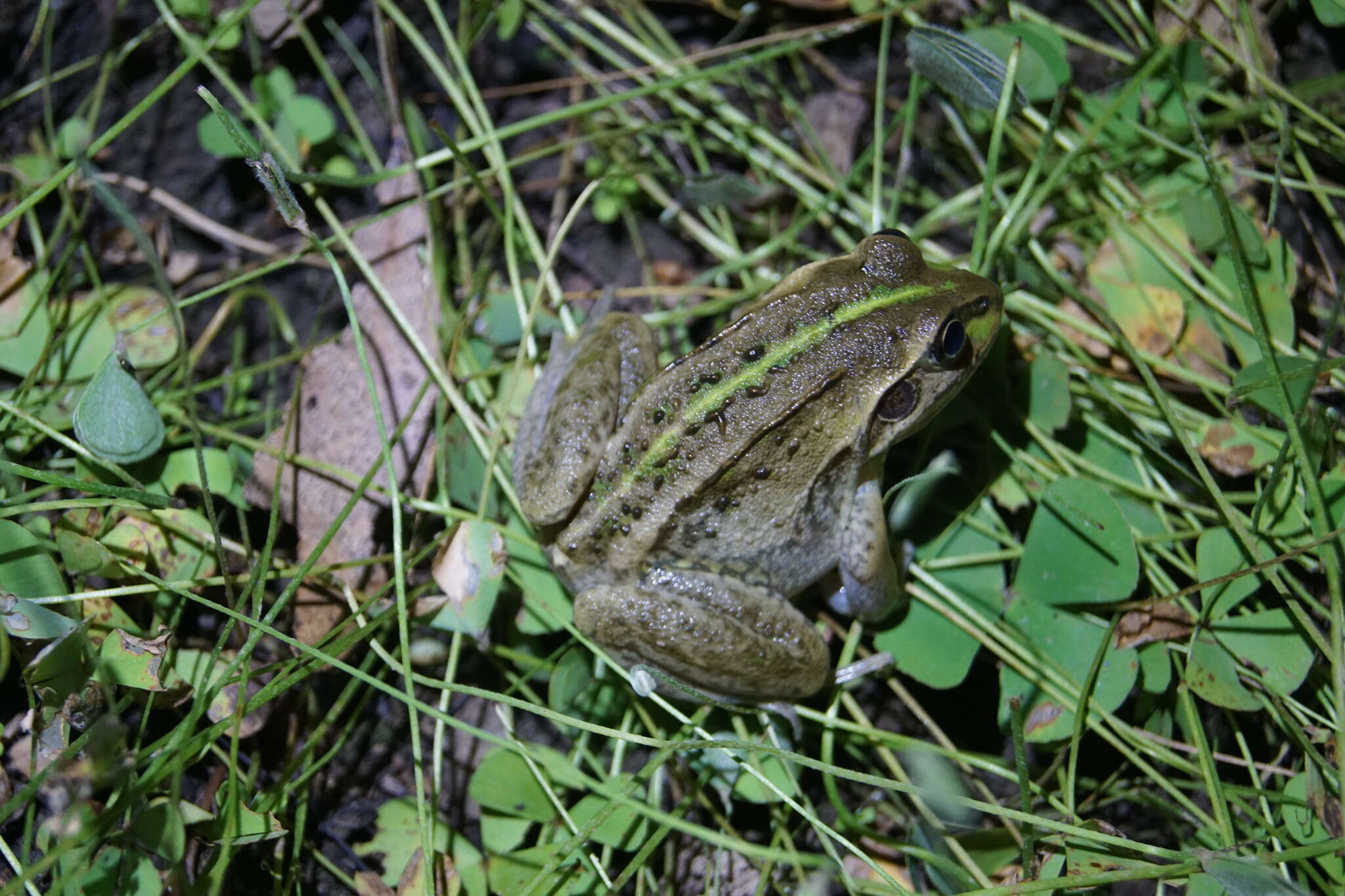 صورة Ranoidea alboguttata (Günther 1867)